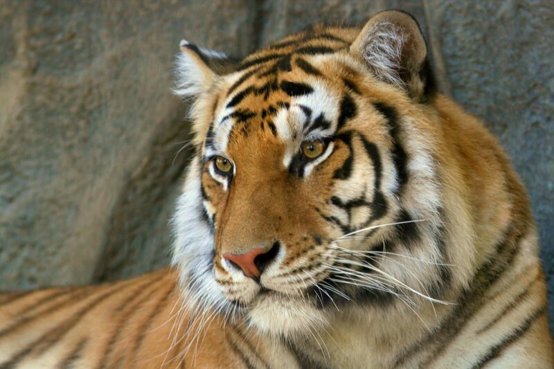 Close-up of a tiger's face