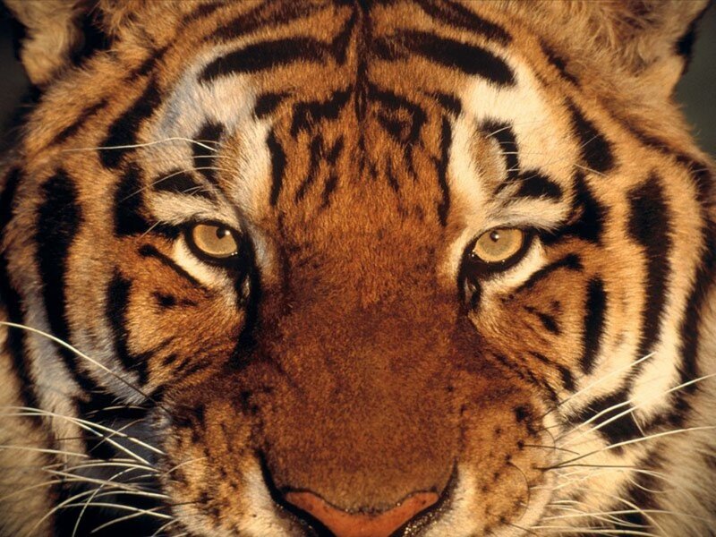 Close-up of a tiger's face