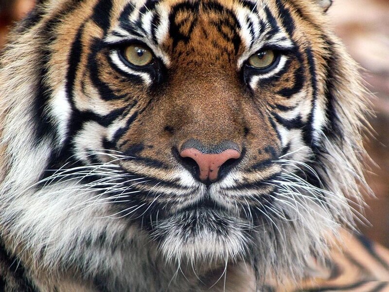 Close-up of a tiger's face