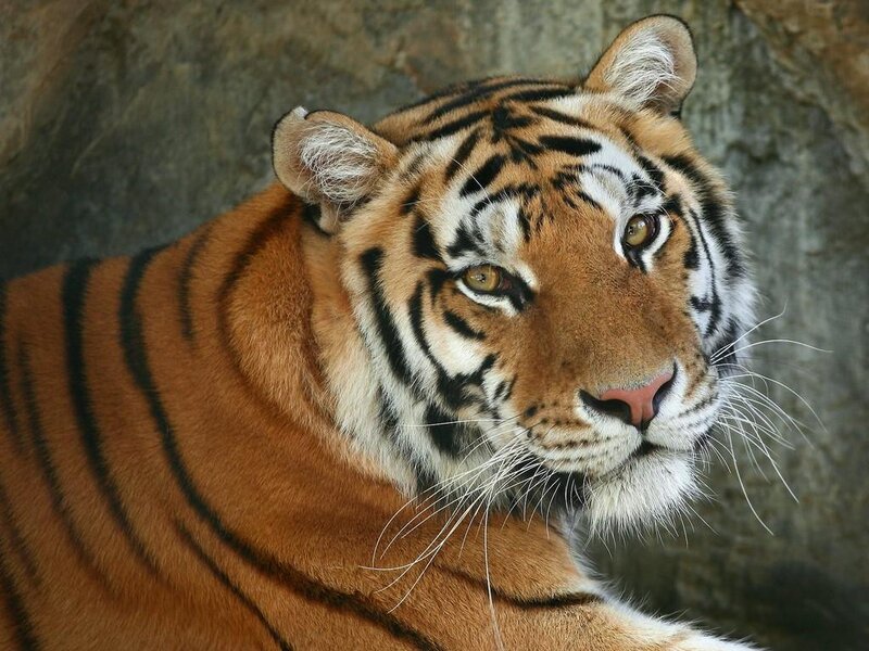 Close-up of a tiger's face