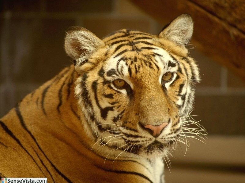 Close-up of a tiger's face