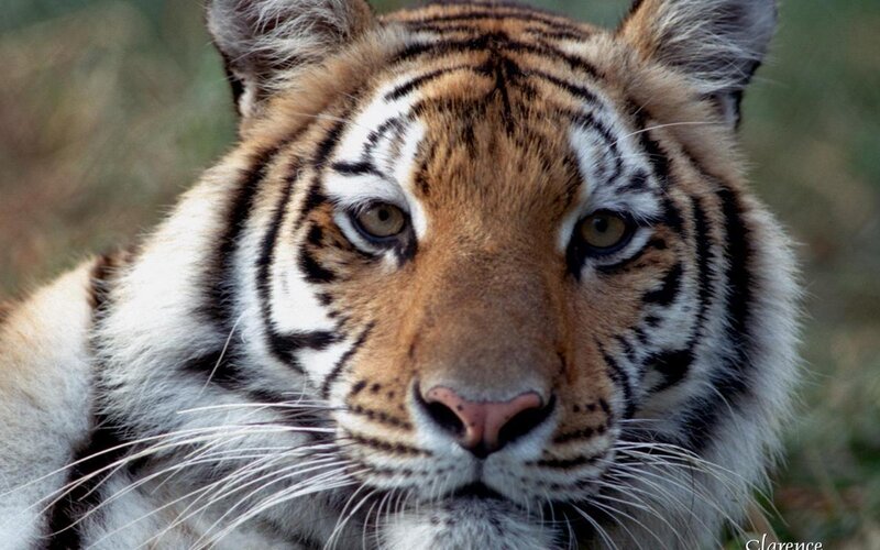 Close-up of a tiger's face