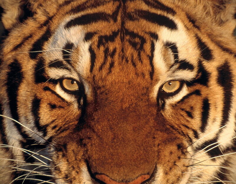 close-up of a tiger's face