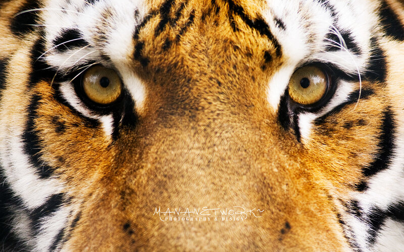 Close-up of a tiger's face