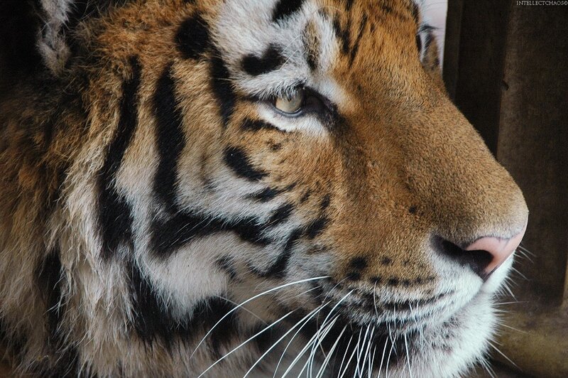 Close-up of a tiger's face