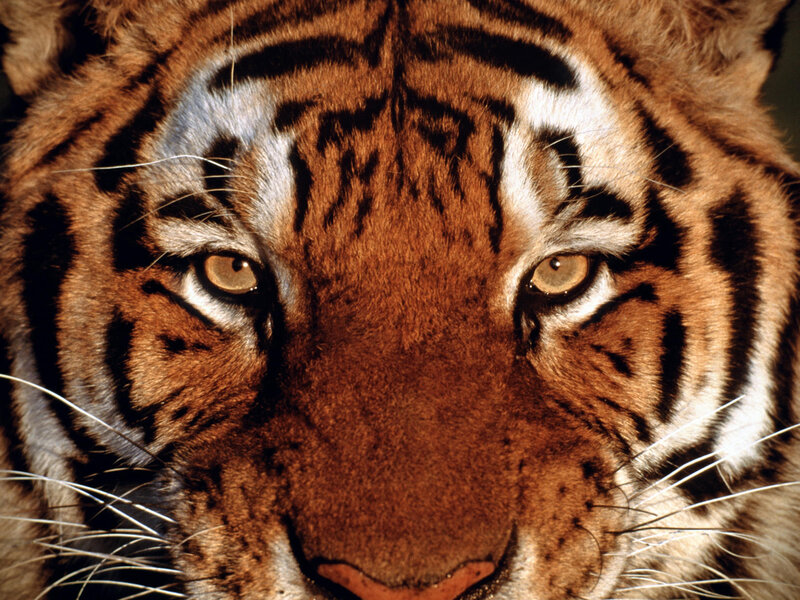 Close-up of a tiger's face