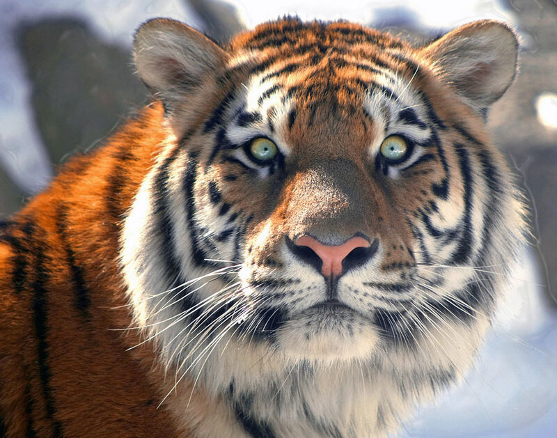 Close-up of a tiger's face