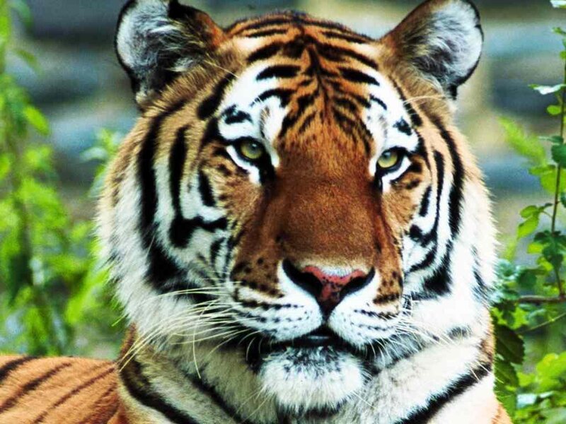 Close-up of a tiger's face