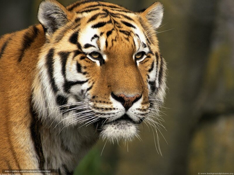 Close-up of a tiger's face