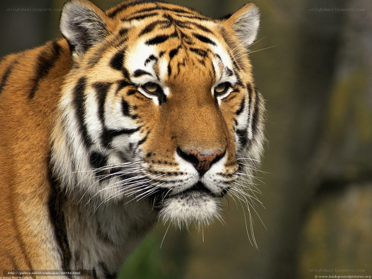 Close-up of a tiger's face