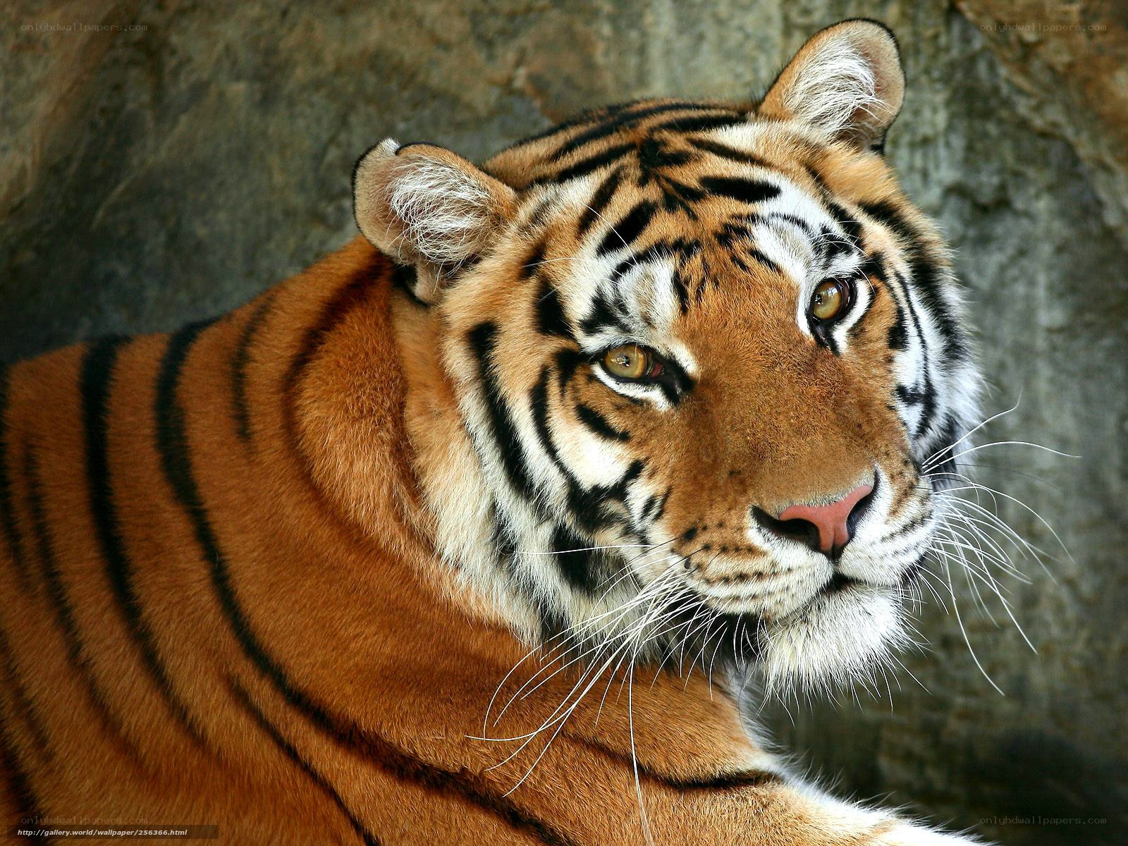 Close-up of a tiger