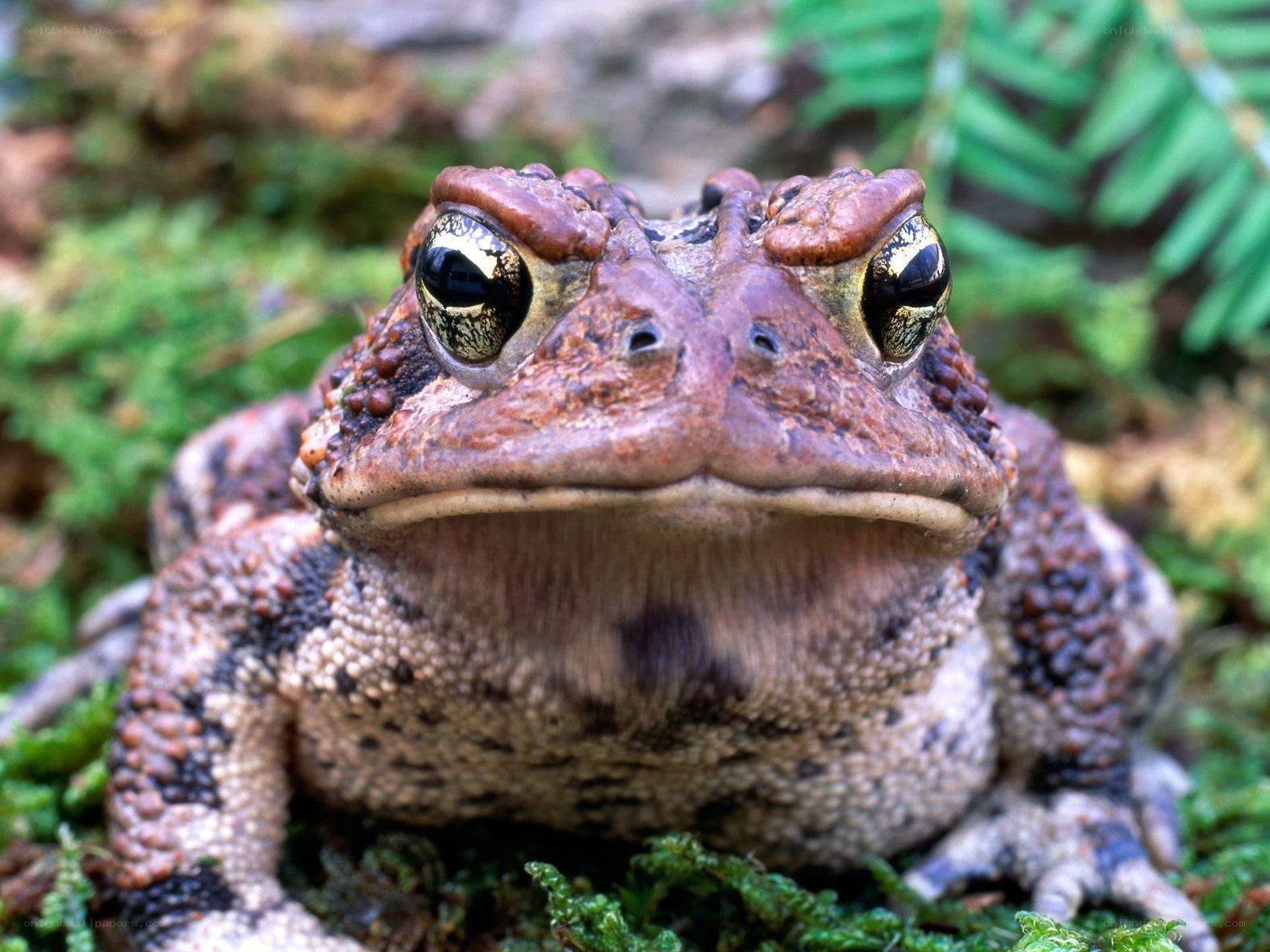 close-up of a toad
