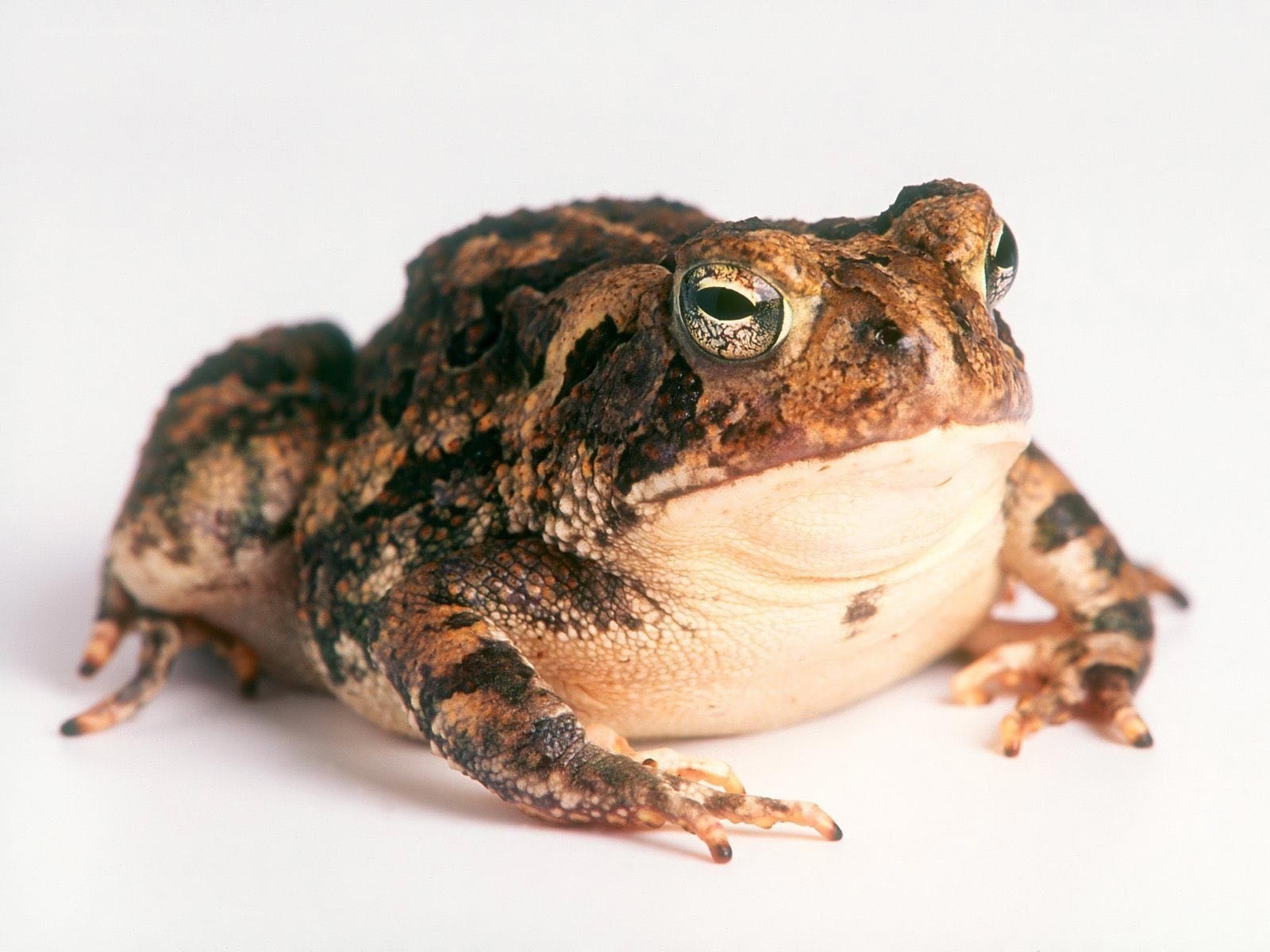 close-up of a toad