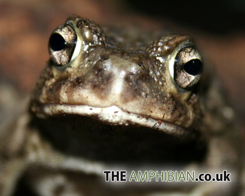 close-up of a toad