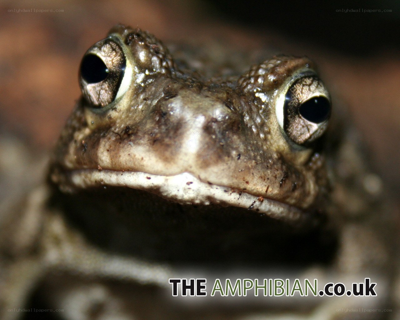 close-up of a toad