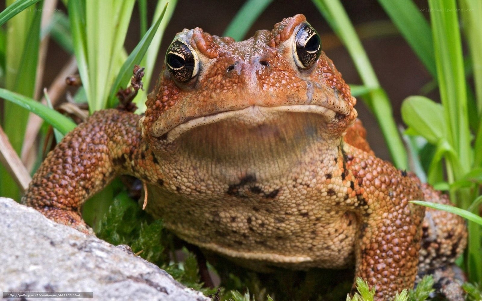 close-up of a toad in grass