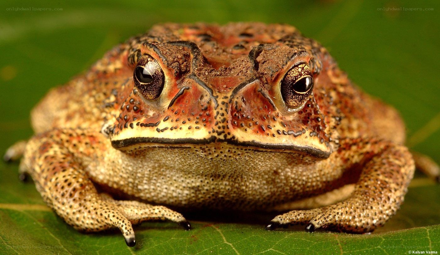 close-up of a toad on a leaf