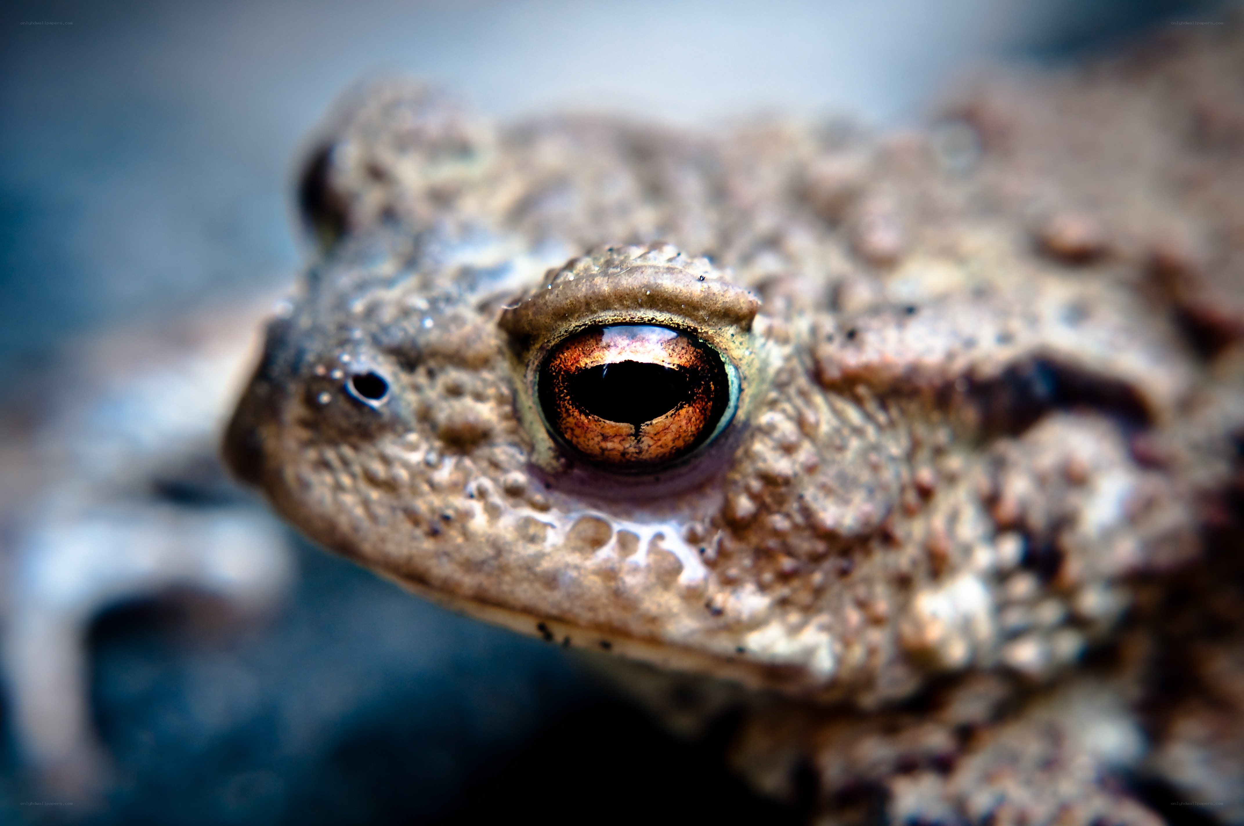 close-up of a toad's eye