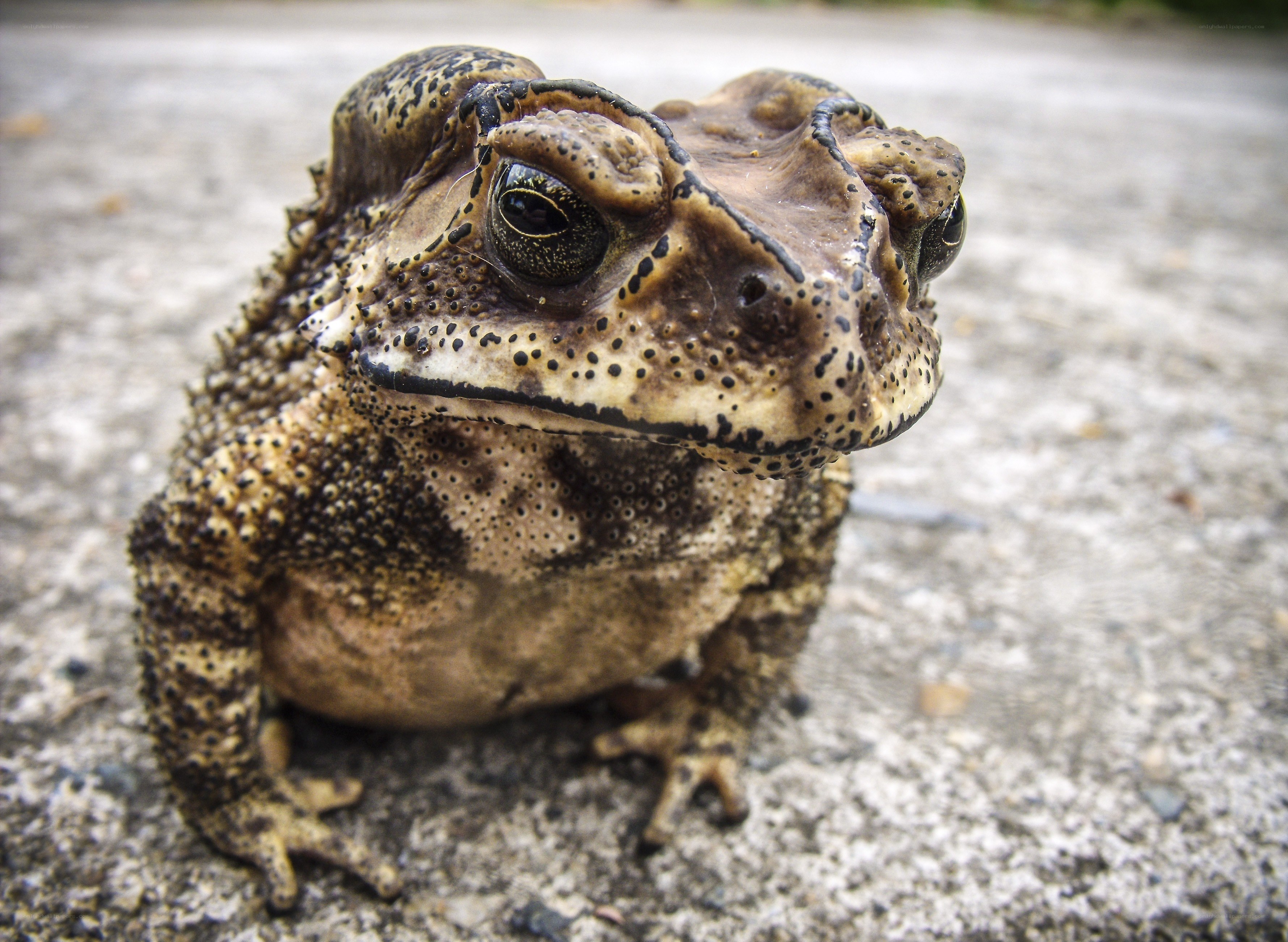 close-up of a toad