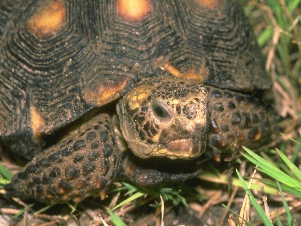 close-up of a tortoise