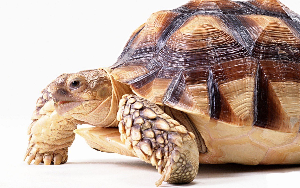 close-up of a tortoise