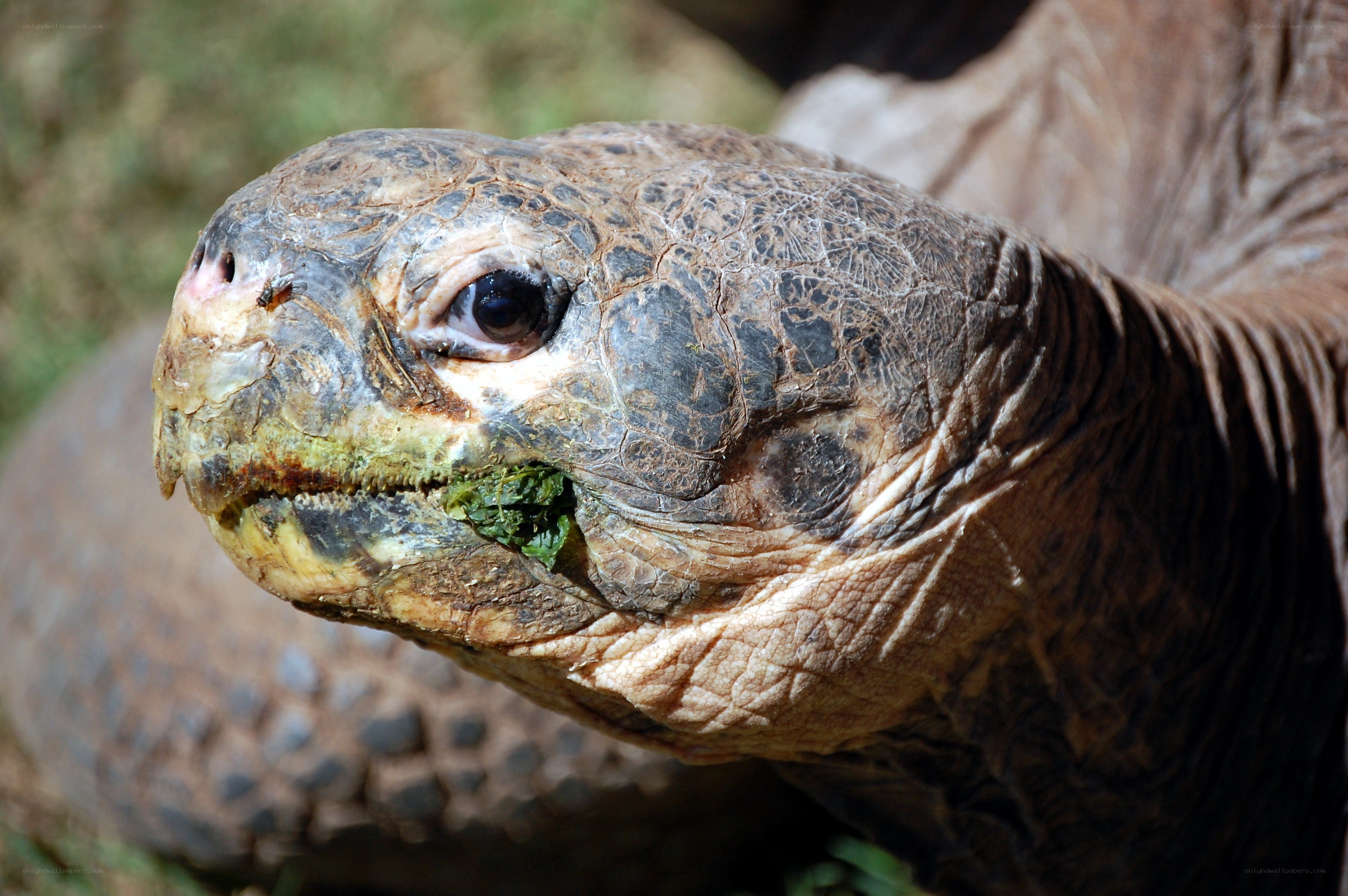 close-up of a tortoise eating
