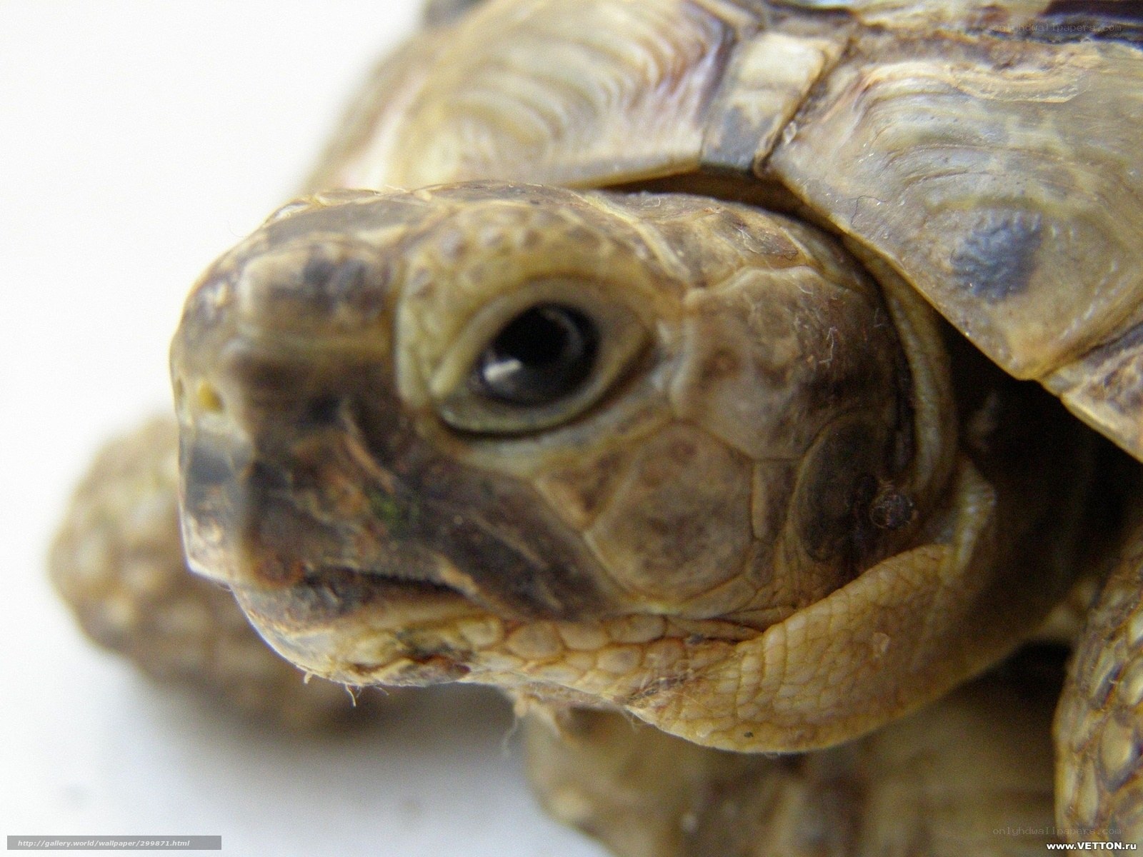 close-up of a tortoise head