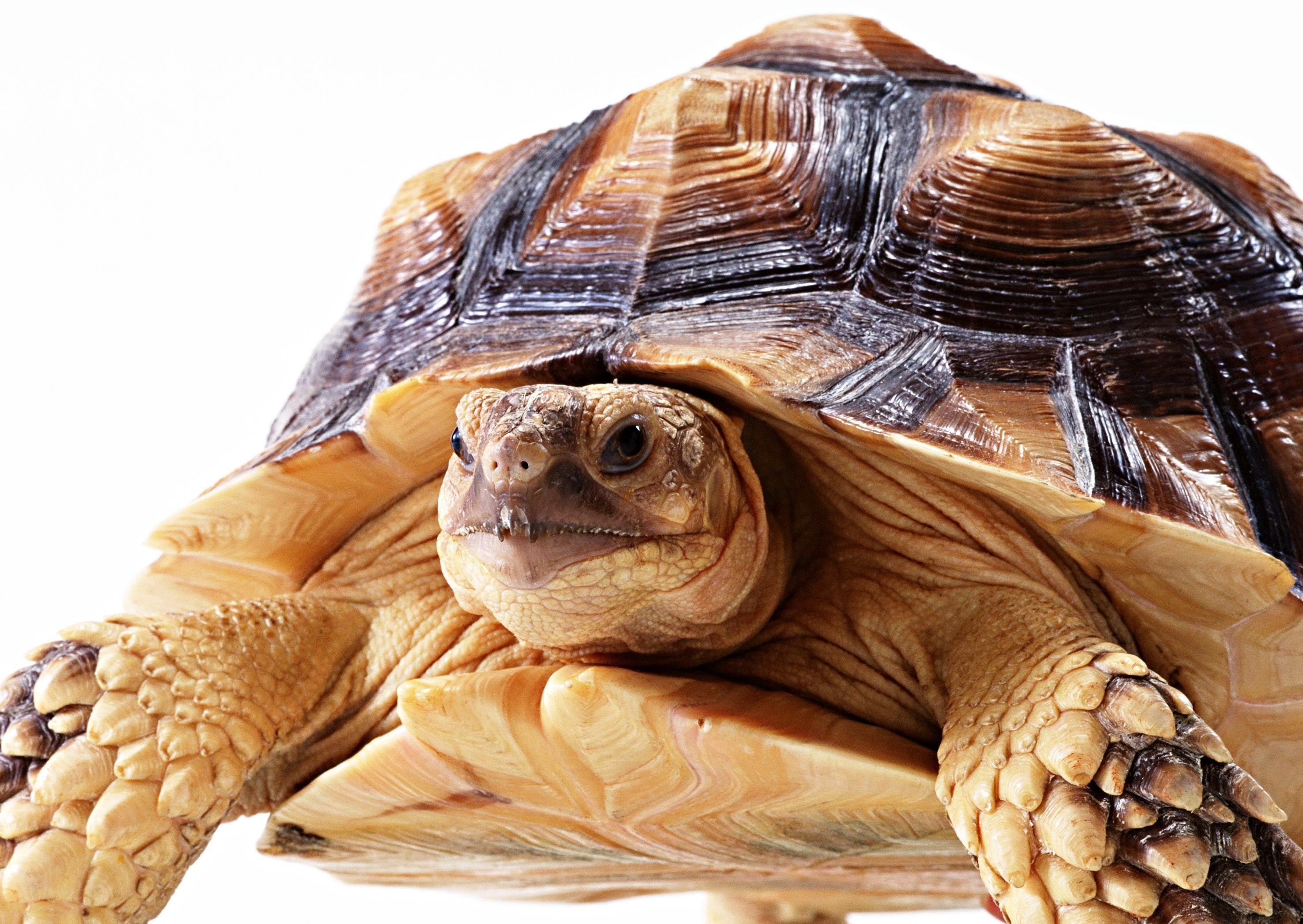 Close-up of a tortoise