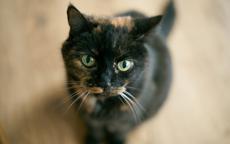 close-up of a tortoiseshell cat