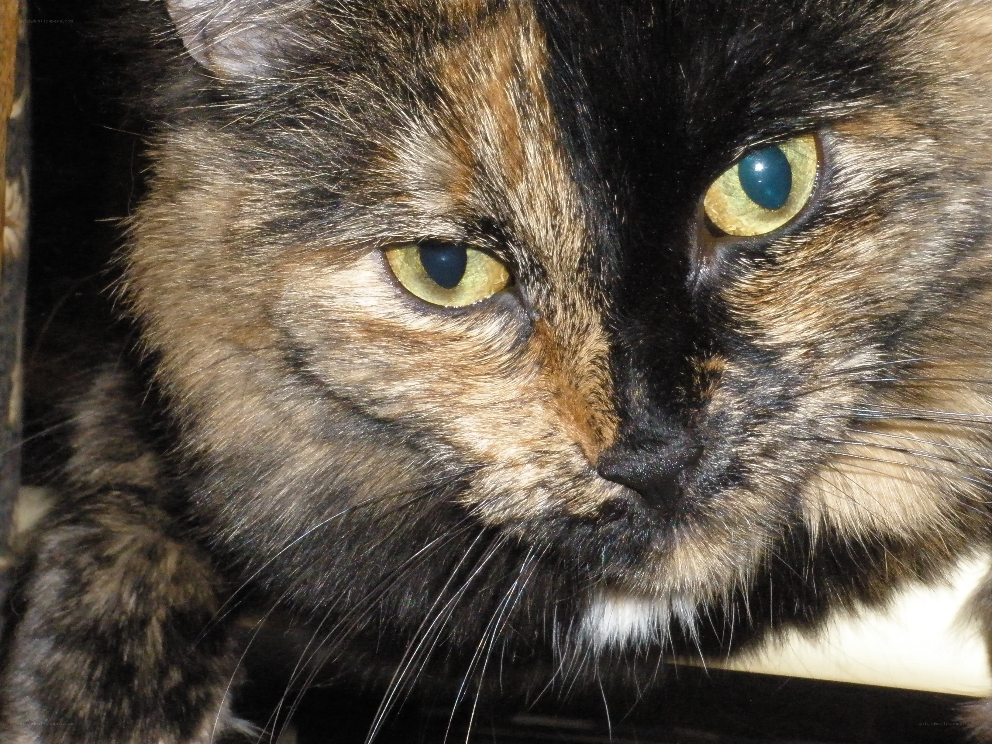 close-up of a tortoiseshell cat