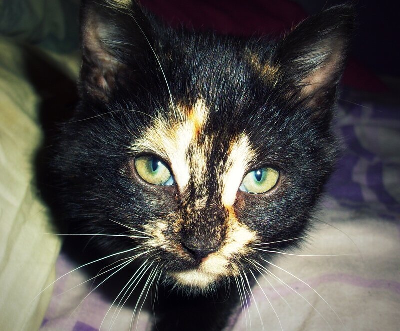 close-up of a tortoiseshell cat