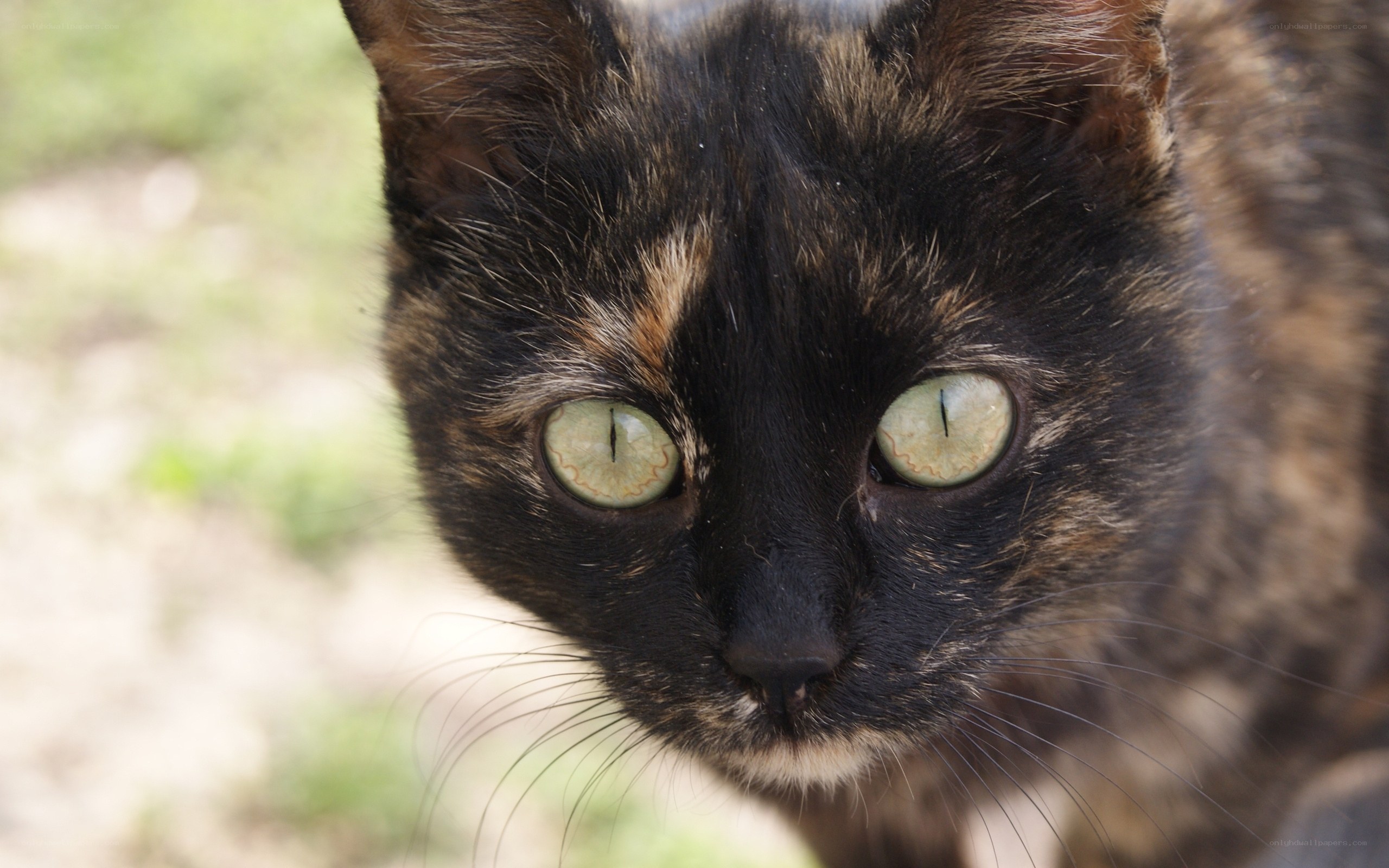 close-up of a tortoiseshell cat