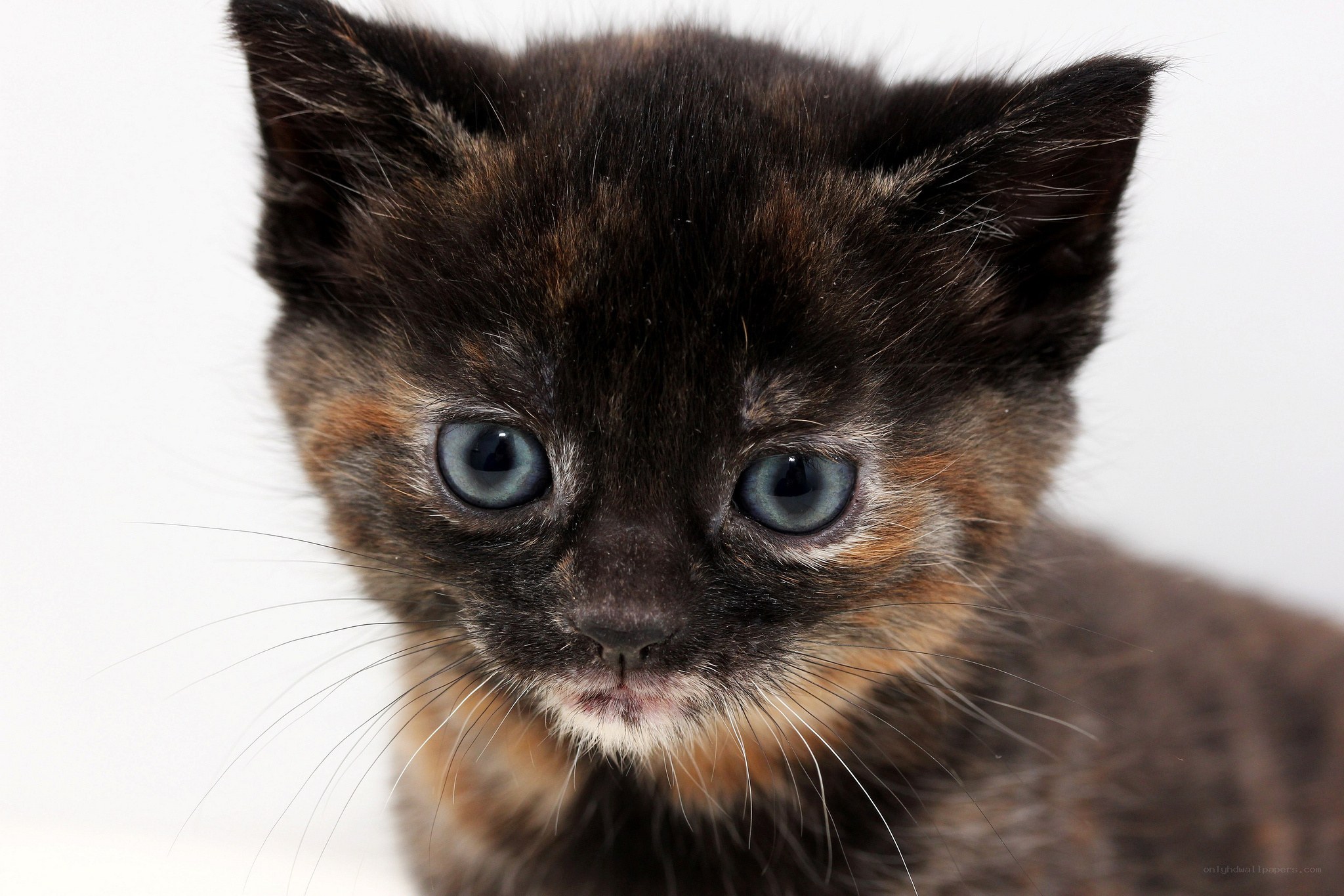 close-up of a tortoiseshell kitten