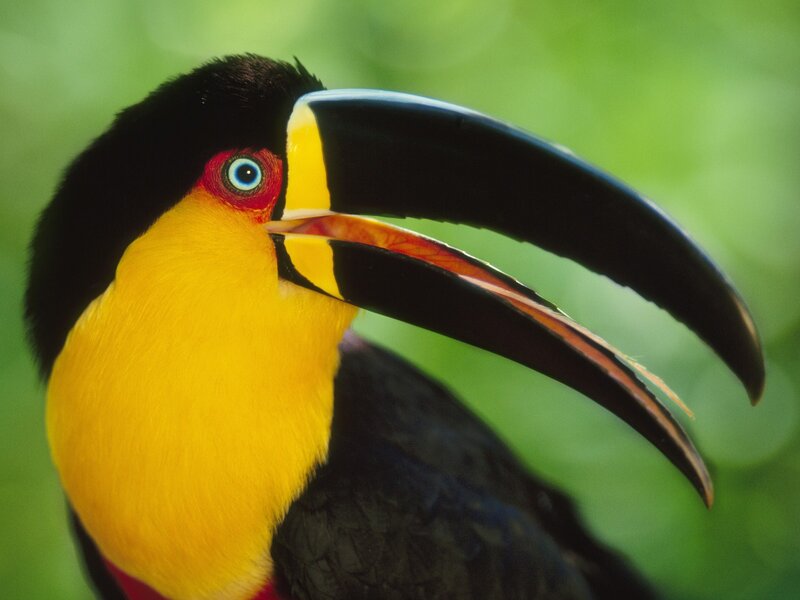 Close-up of a toucan