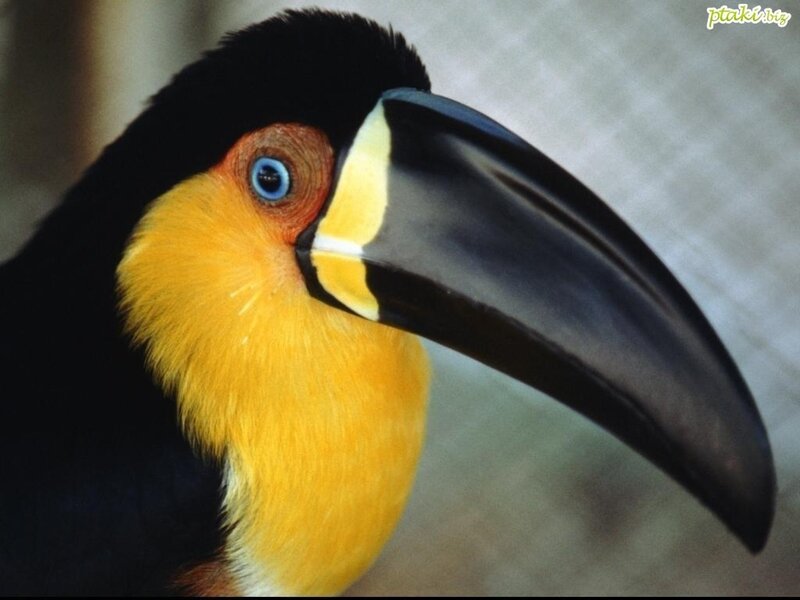 Close-up of a toucan
