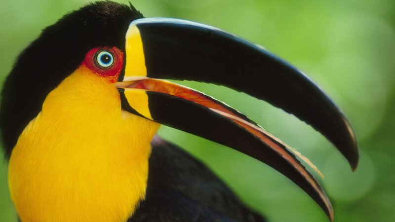 Close-up of a toucan