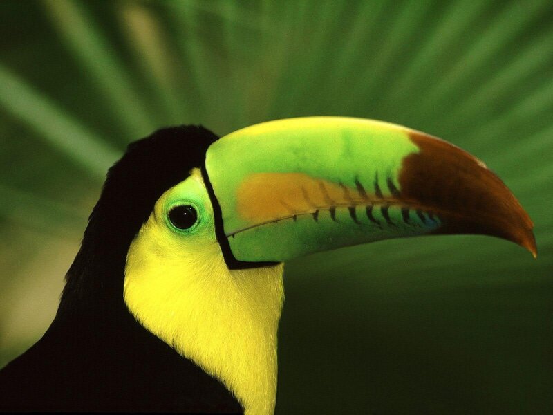 Close-up of a toucan