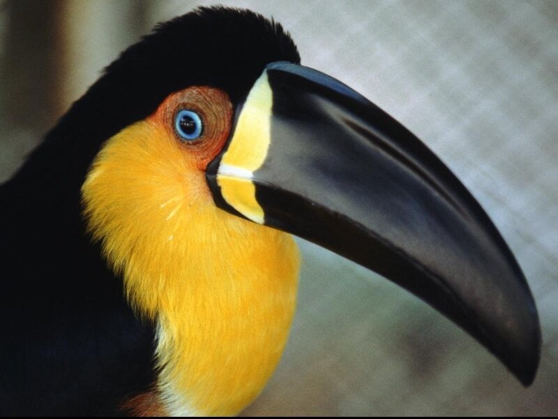 Close-up of a toucan