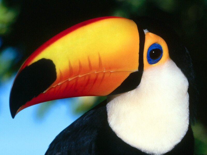Close-up of a toucan