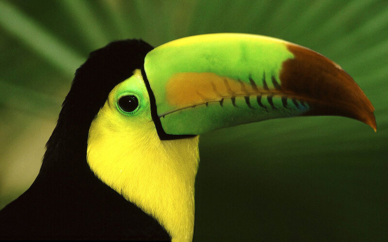 Close-up of a toucan
