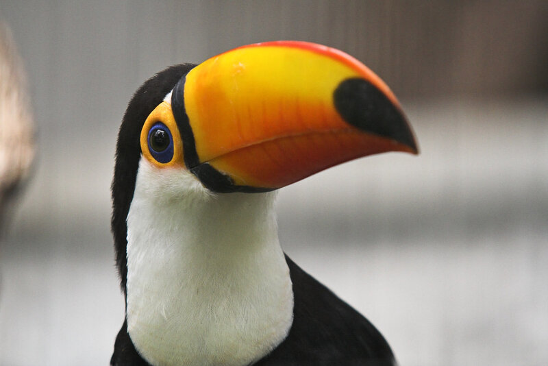 Close-up of a toucan