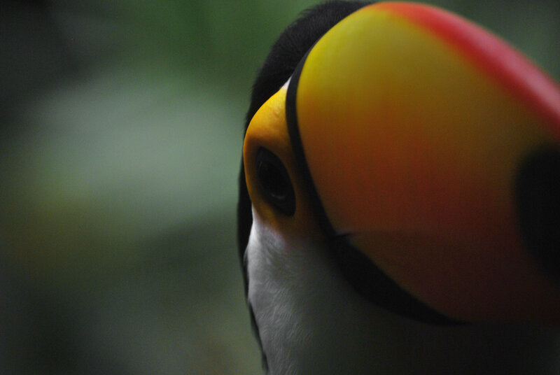 Close-up of a toucan's face