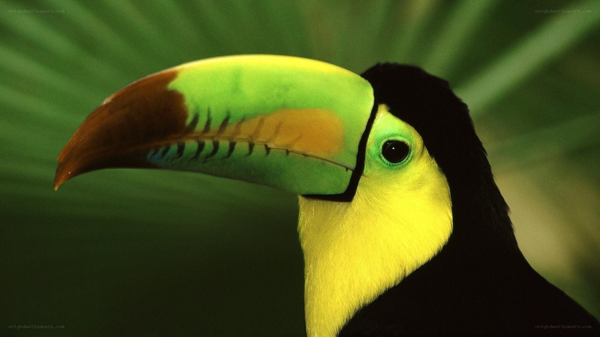 Close-up of a toucan