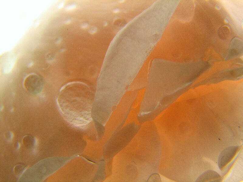 Close-up of a translucent object