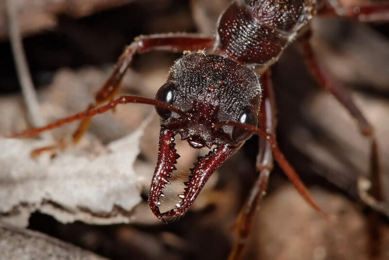 close-up of a trap-jaw ant
