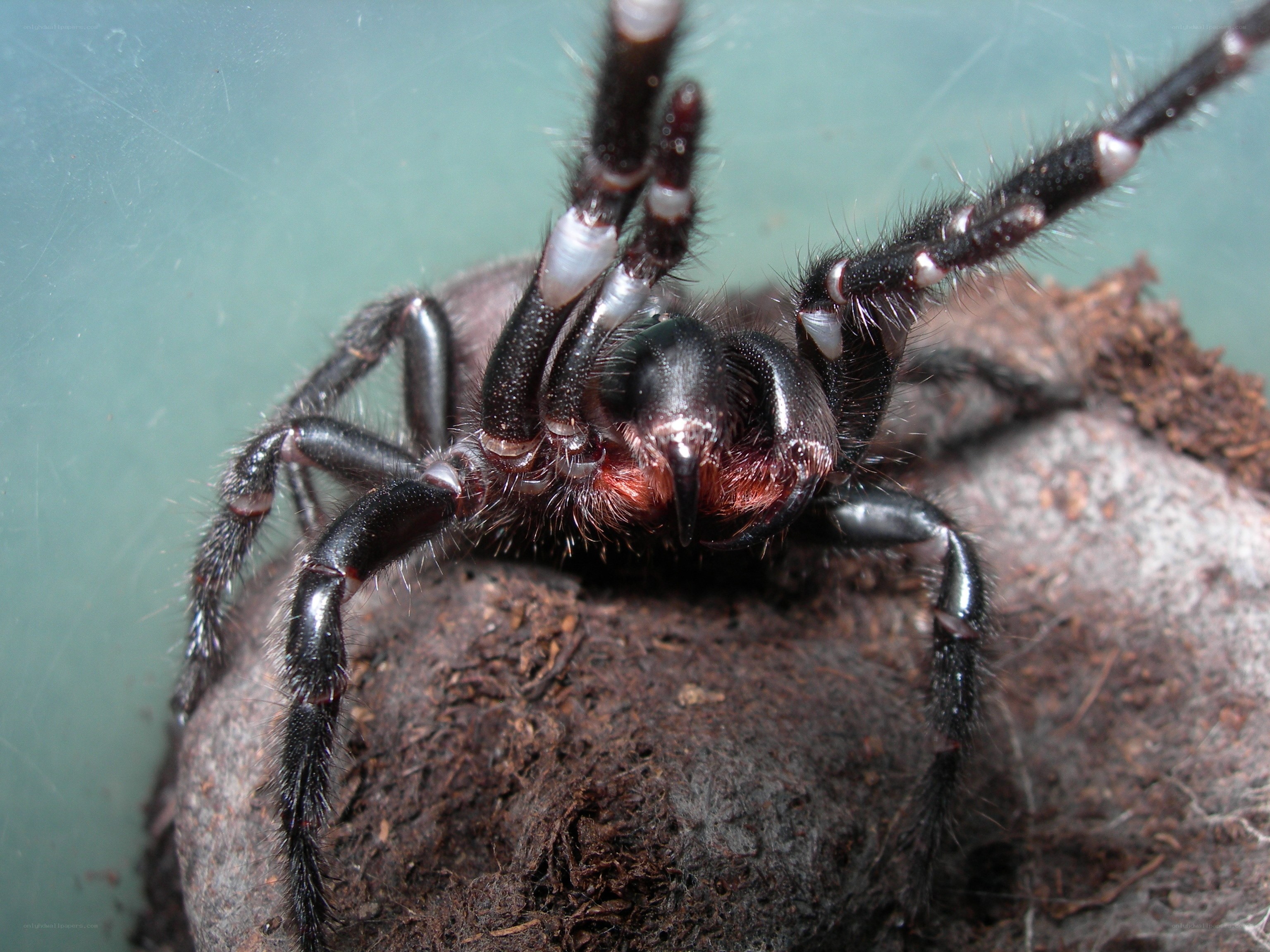 close-up of a trapdoor spider