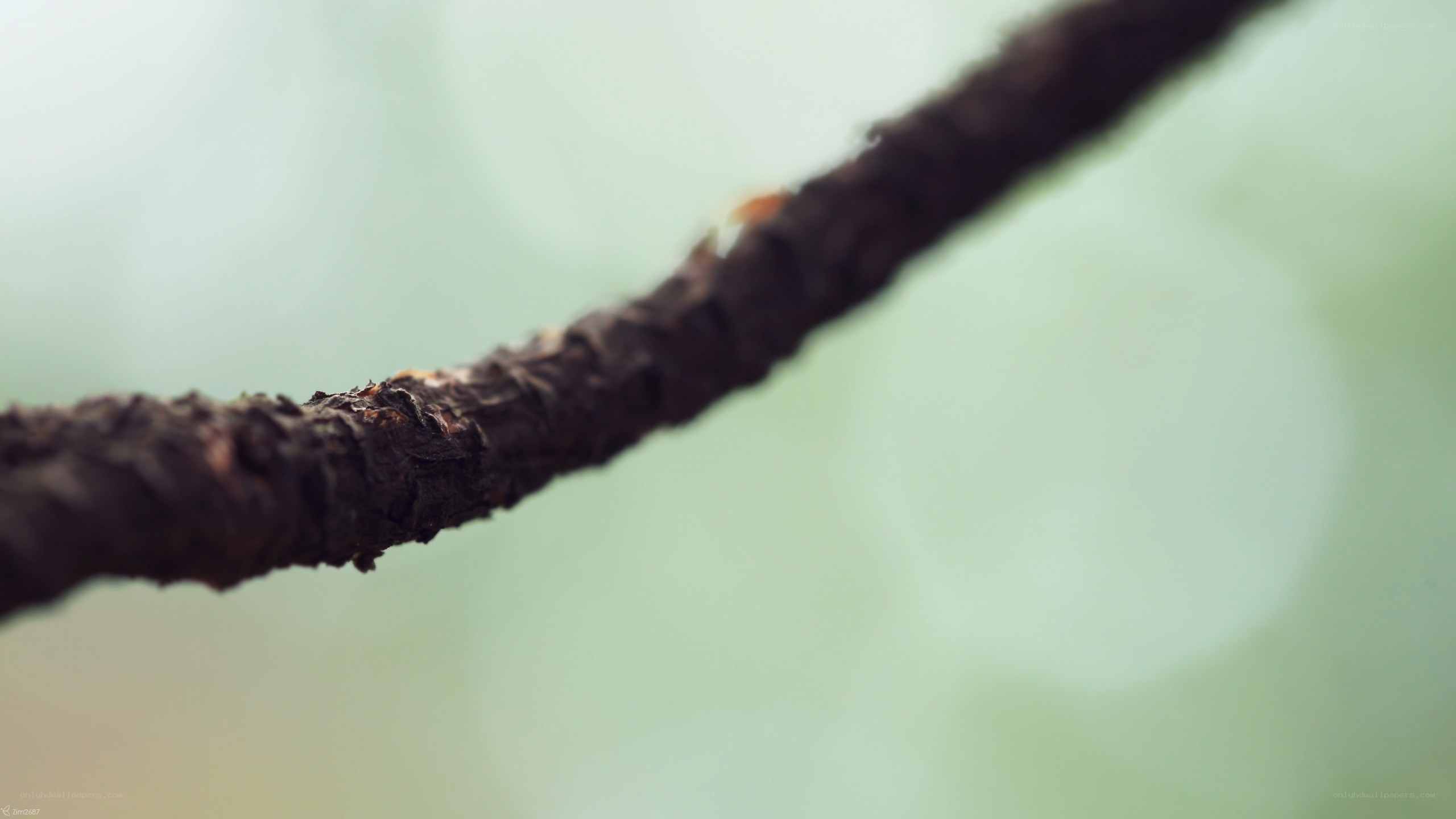 close-up of a tree branch