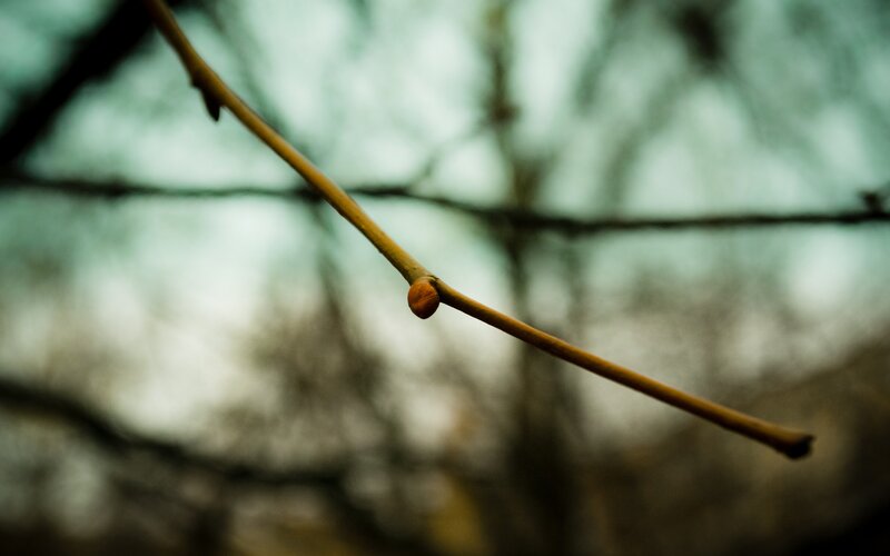 close-up of a tree branch