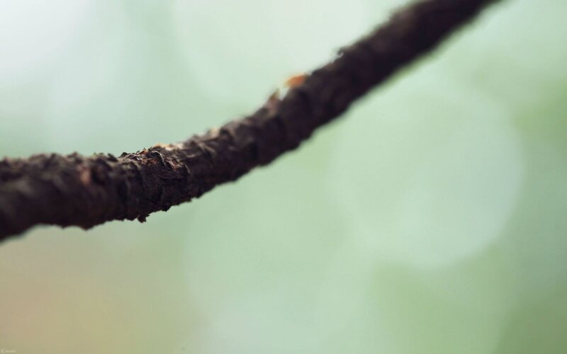 close-up of a tree branch
