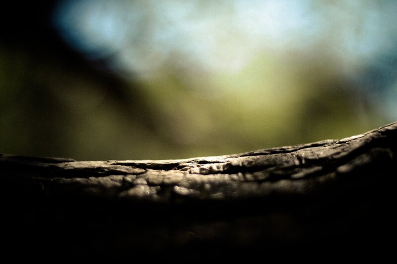 close-up of a tree branch